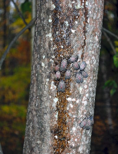 how to deal with spotted lantern fly