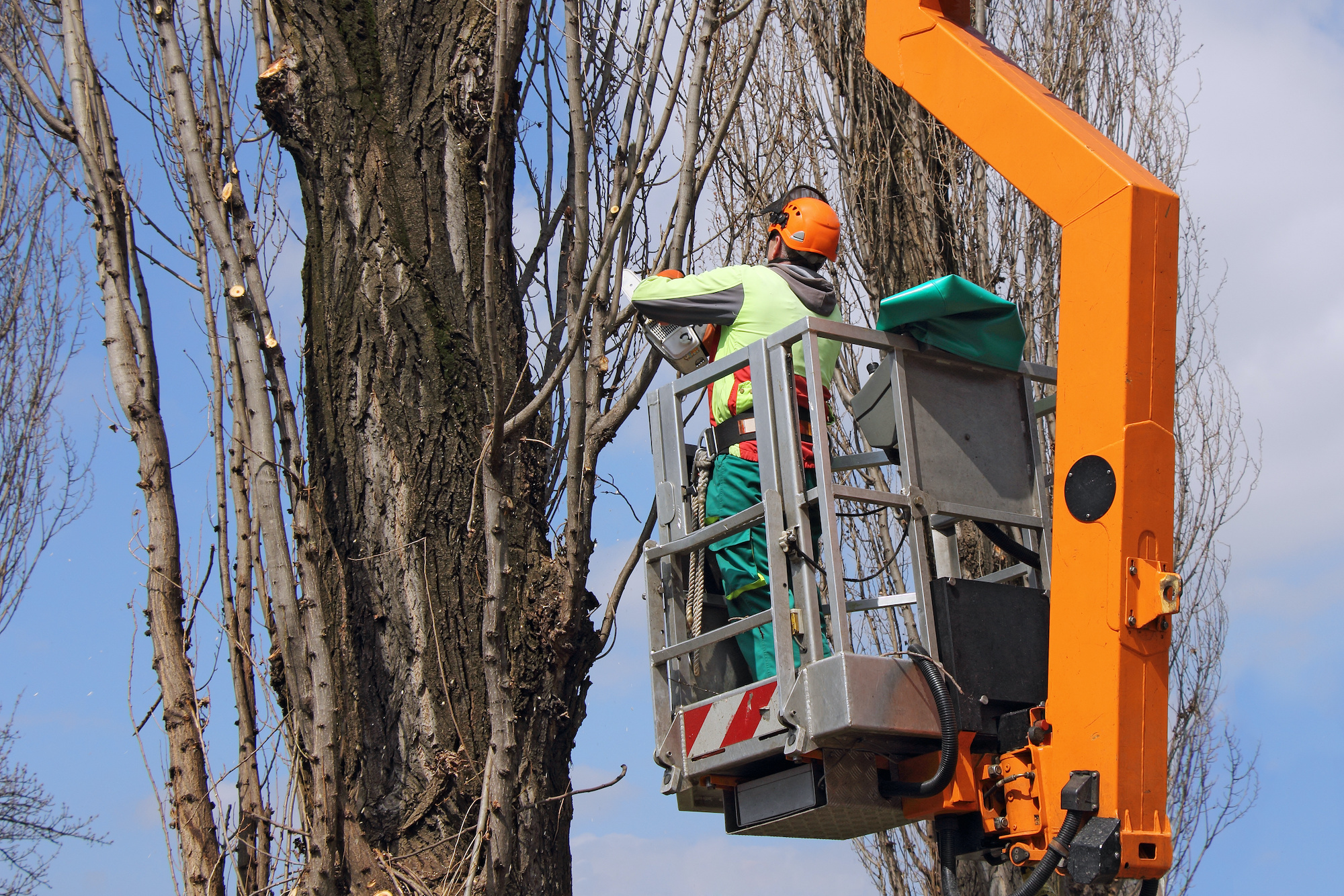 nyc tree removal services 