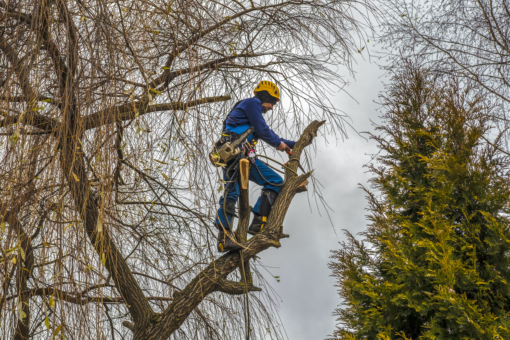 tree trimming manhattan