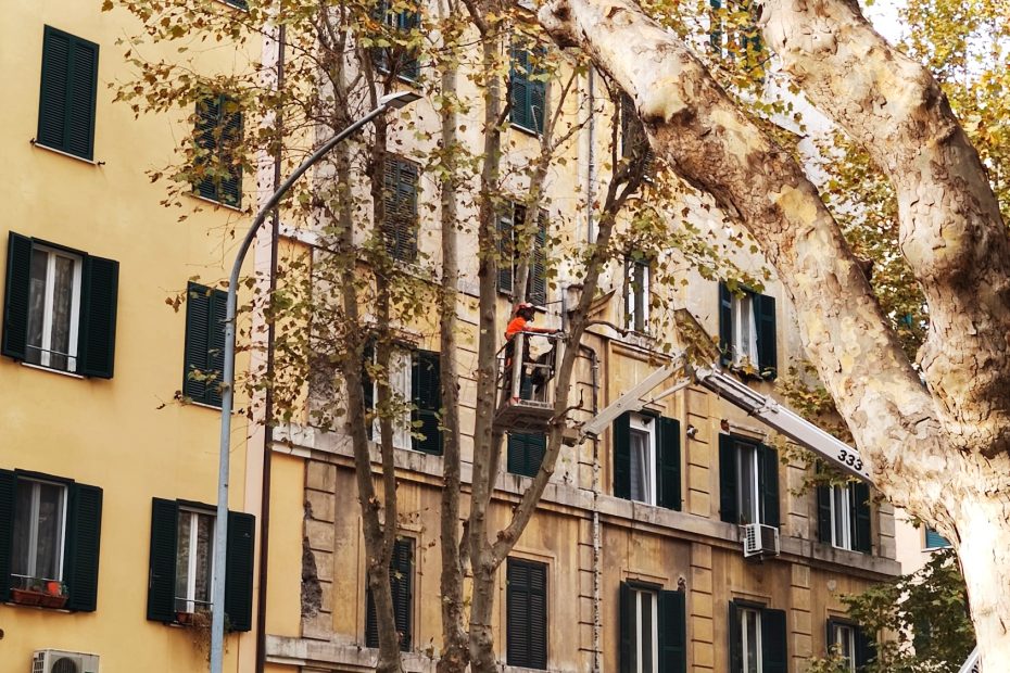 nyc tree cutting