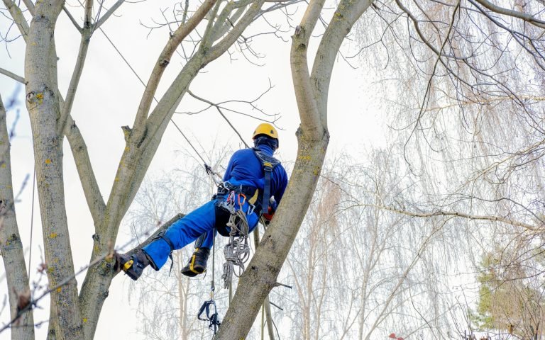 NYC Tree Pro |Manhattan Tree Trimming & Removal