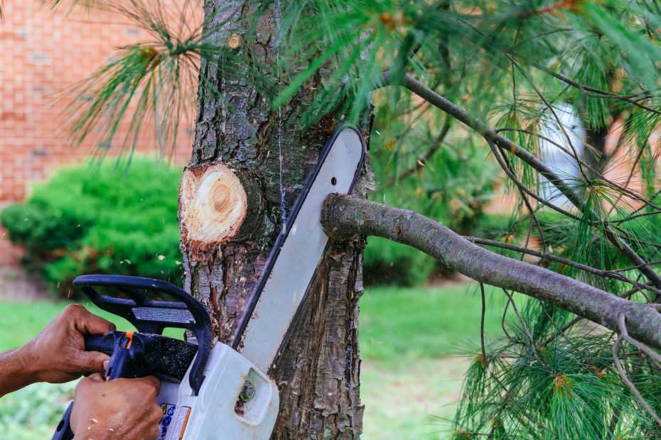 Expert Tree Trimming NYC