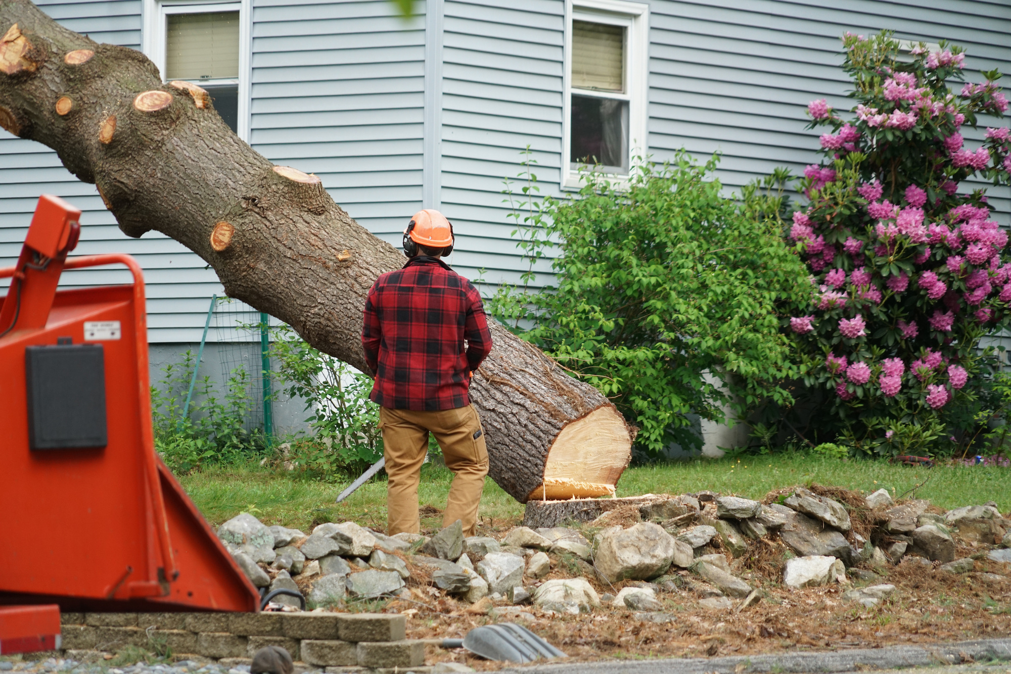 storm damaged trees cleanup