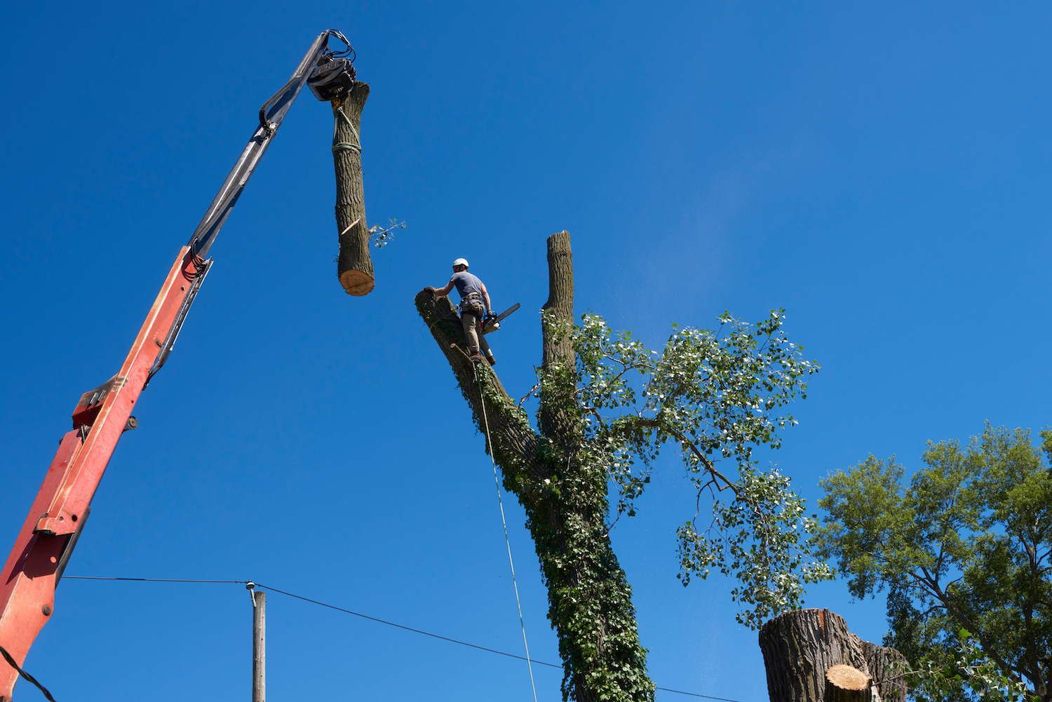 emergency tree service nyc