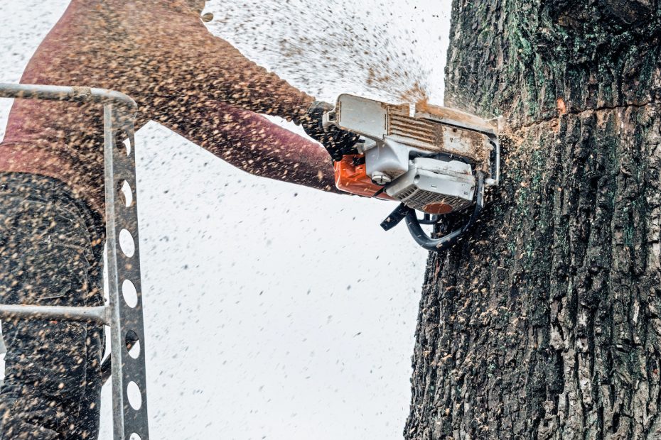 nyc tree removal tips