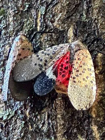 spotted lanternfly service