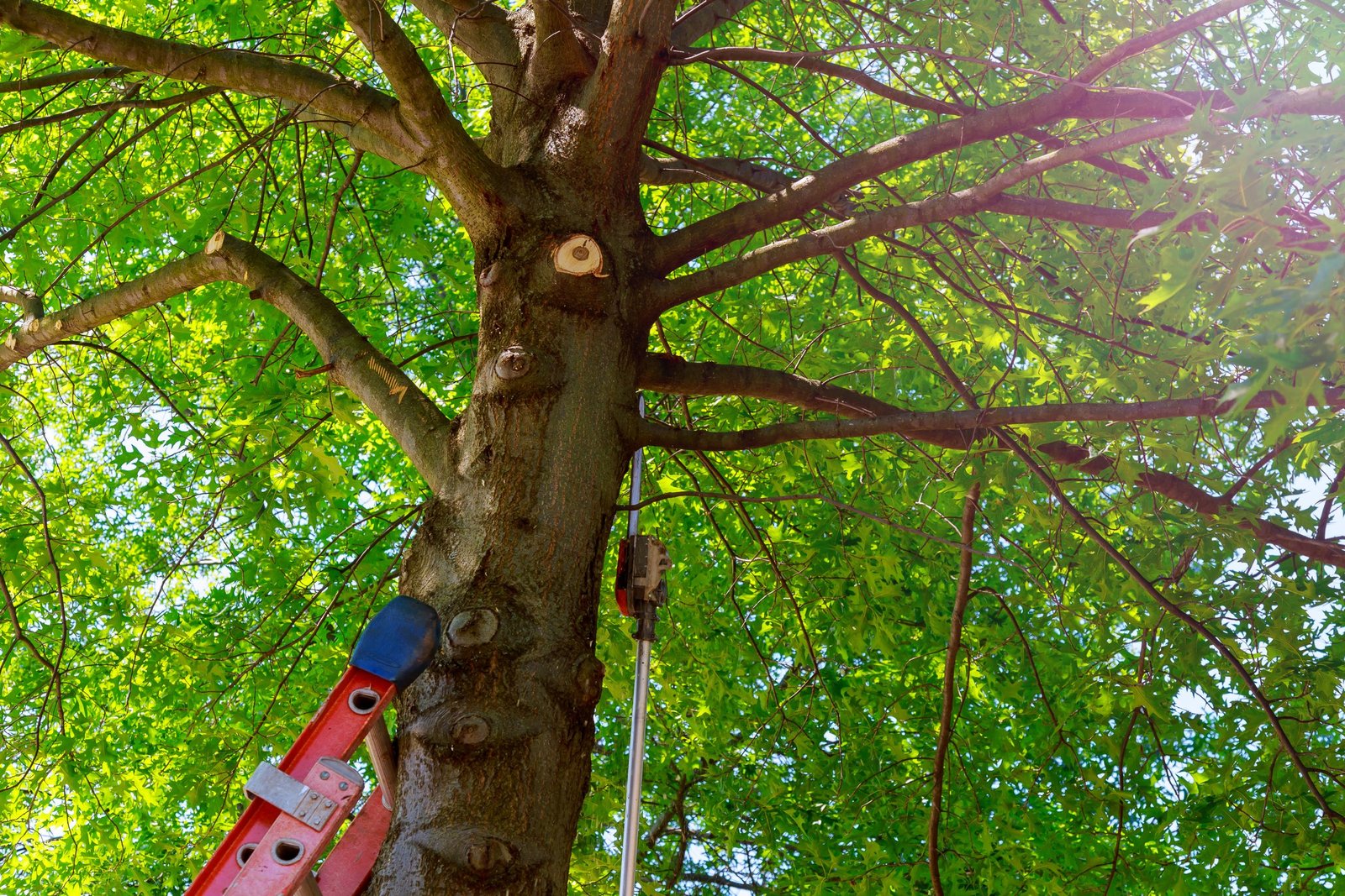 Do You Need a Permit to Remove a Tree?