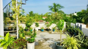 Rooftop & Terrace Tree Care