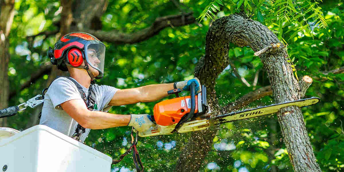 Tree Cutting and Health Improvement