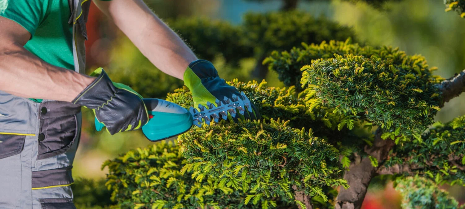 Professionals in Tree Care