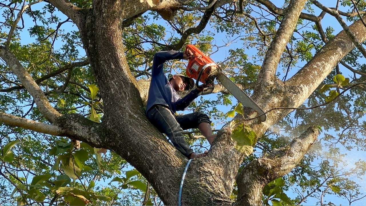 Tree Cutting and Disease Control