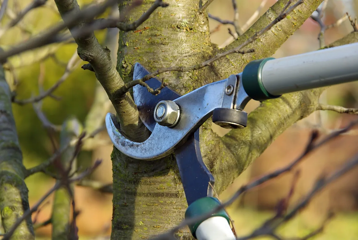 Tree Pruning Improves