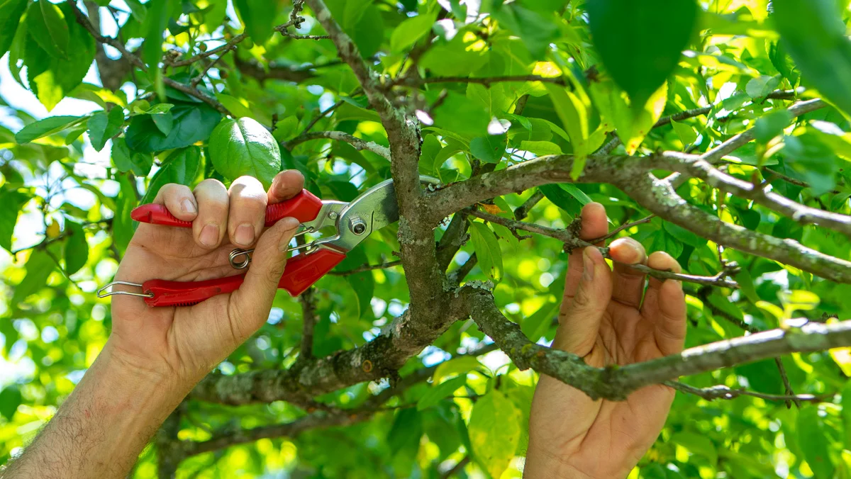 How Tree Pruning Improves the Safety and Beauty of Your Property