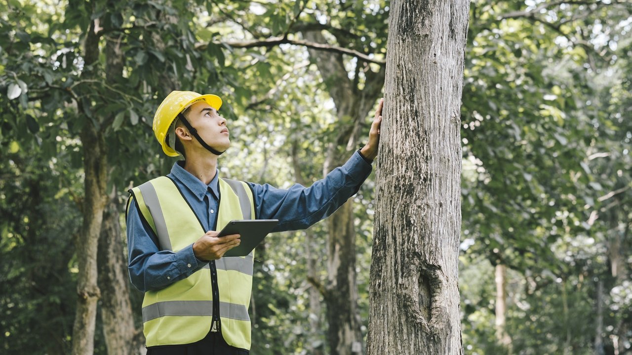 Tree Inspections